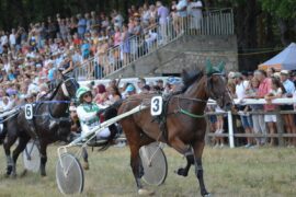 Le trotteur : bon ou mauvais choix ?